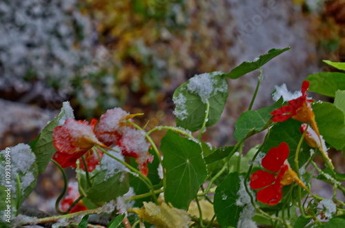 View of blooming orange nasturtium, tropaeolum majus or Indian cress against the background of small snowdrifts on branch with deciduous, fresh leaves after a heavy snowfall, Sofia, Bulgaria  photo