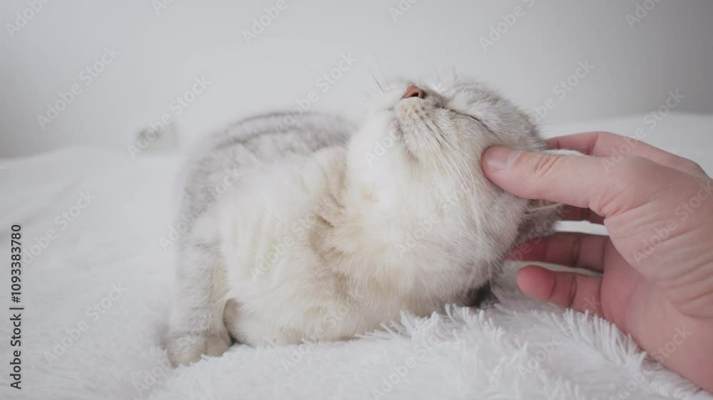 Gray funny cat in the hands of a boy. Stroking a kitten on the head and neck.Portrait of a Scottish cat lying on a bed. The camera moves away from the object. Slow motion 4k. Gray funny cat in the hands of a boy. Stroking a kitten on the head and neck.Portrait of a Scottish cat lying on a bed. The camera moves away from the object. Slow motion 4k.