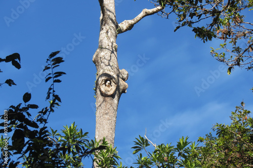 a hole in a tree for a parrot's nest photo