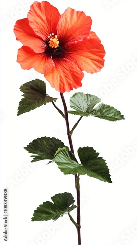 Vibrant orange hibiscus flower in full bloom, showcasing its delicate petals and dark center, accompanied by lush green leaves on a slender stem.