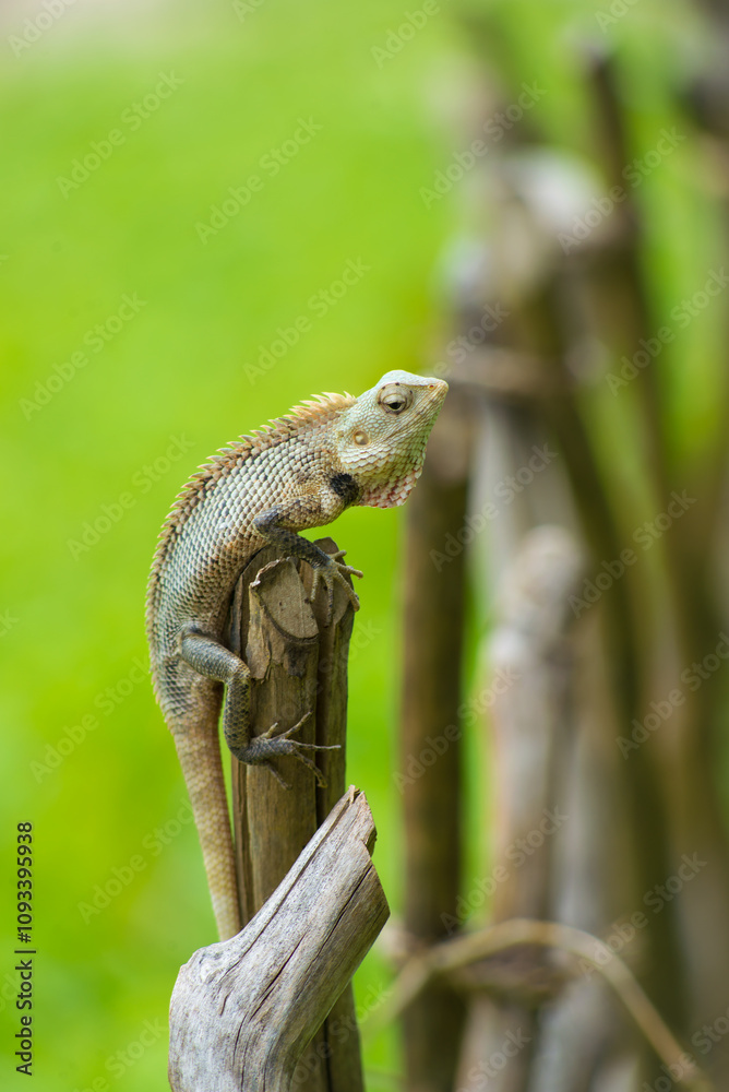 Wildlife on Islands Greenery and Lizard in a Beautiful Natural Habitat Wildlife on Islands Greenery and Lizard in a Beautiful Natural Habitat