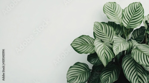 Vibrant Calathea Orbifolia plant with striking green leaves featuring bold striped patterns, elegantly showcased against a soft white background. photo