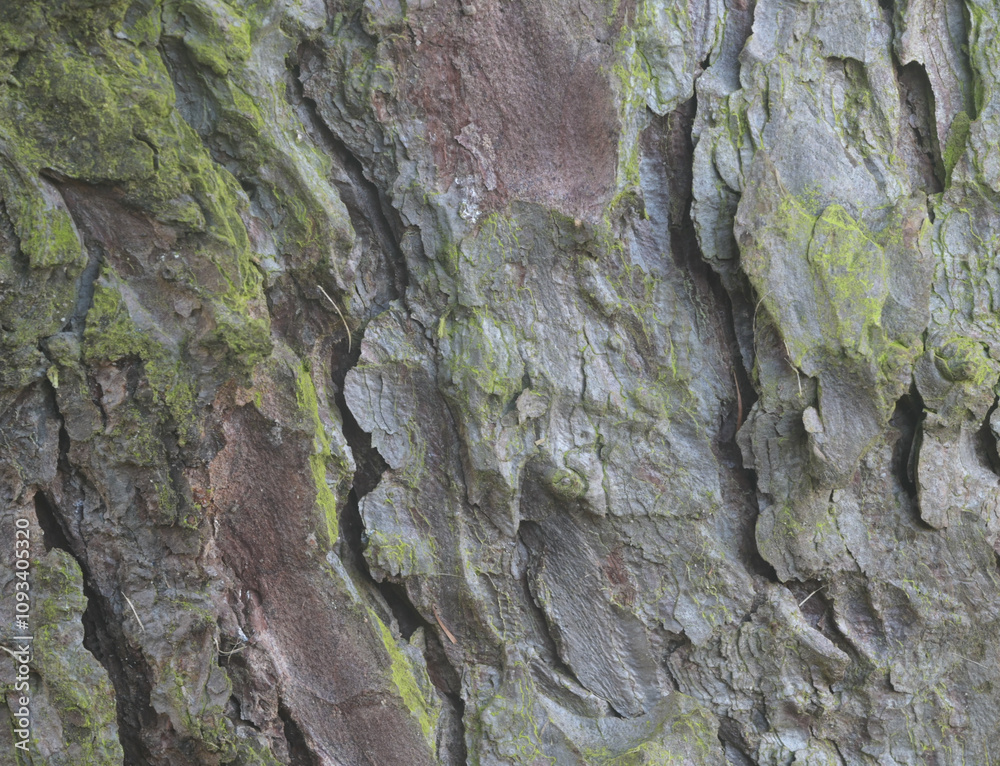 Beautiful close-up of the bark of larix decidua Beautiful close-up of the bark of larix decidua