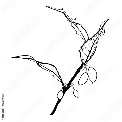 Holly or Ilex aquifolium or European holly or Christmas holly or Mexican holly. Leaves and fruit isolated on a white background.