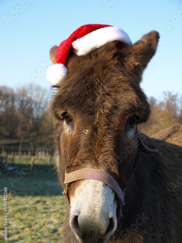Âne de Noël
