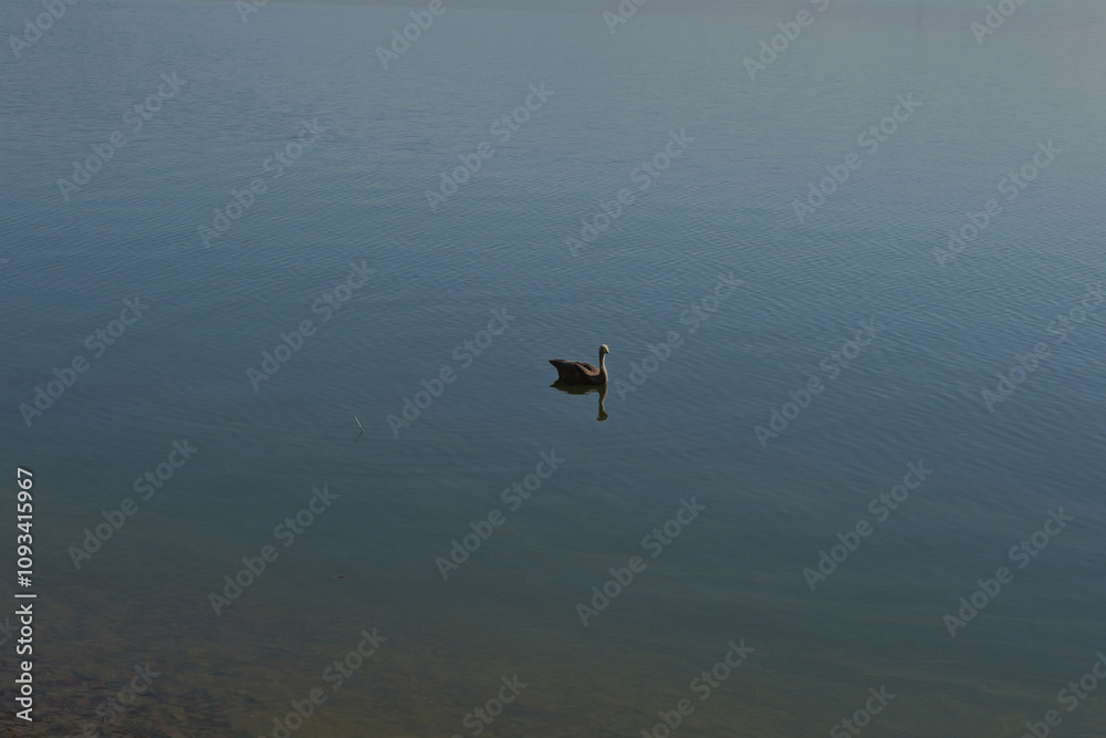 Fototapeta premium lago di Pusiano