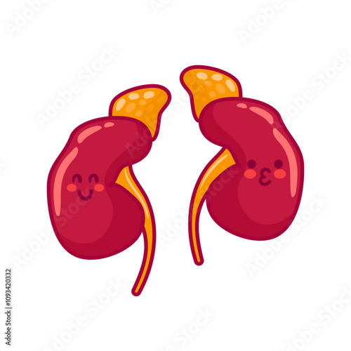 Human kidneys. Cute characters in kawaii style. Healthy organs of the urinary system. Vector illustration, flat style. Health problems. For sticker, books, design element. Medical brochure template.