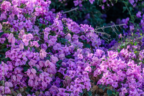 Flowers in Morocco in the midday sun