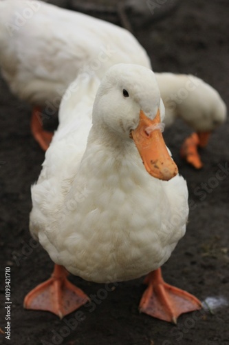 White ducks on the farm