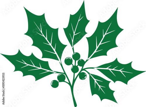 green leaf isolated on white, holly leaves and berries