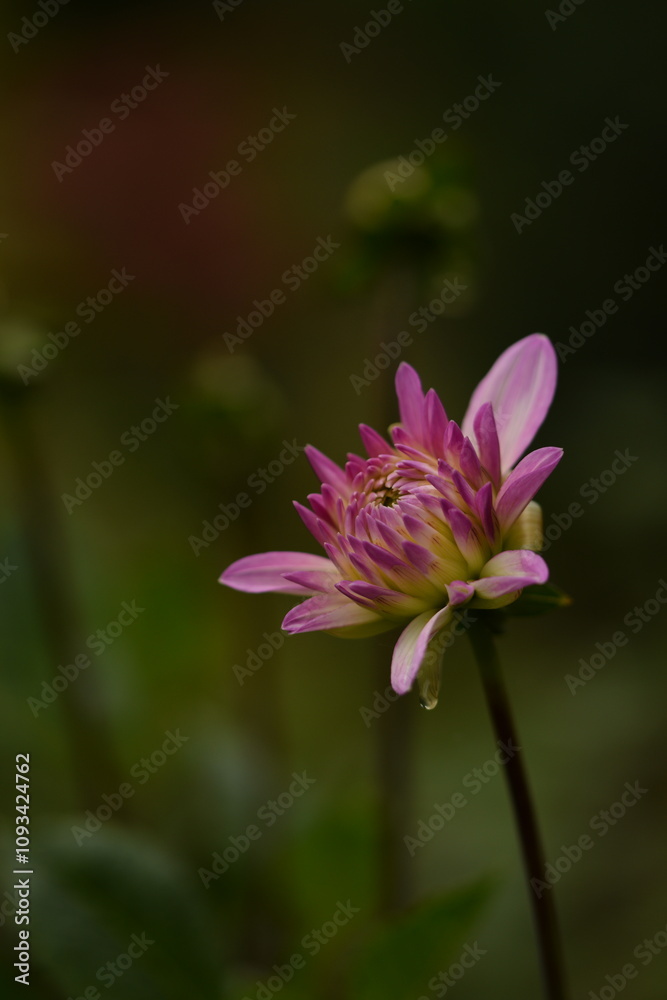 Fototapeta premium Dahlia pink flower buds on bokeh garden background, selective focus, closeup, space for text.