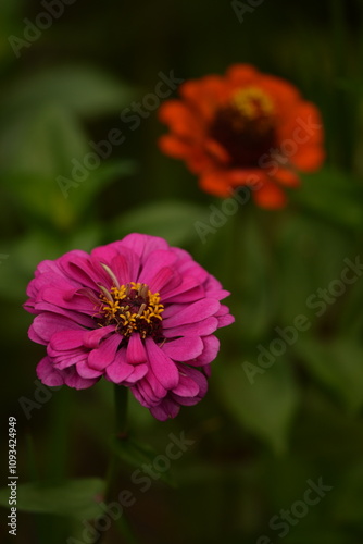 Zinnia flower blooming  in bokeh summer garden, floral background. photo