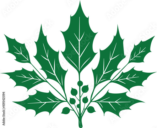 green leaf isolated on white, holly leaves and berries