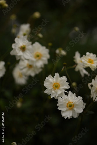 Anemone japonica flowers white and double, white anemones on green bokeh background with space for text.