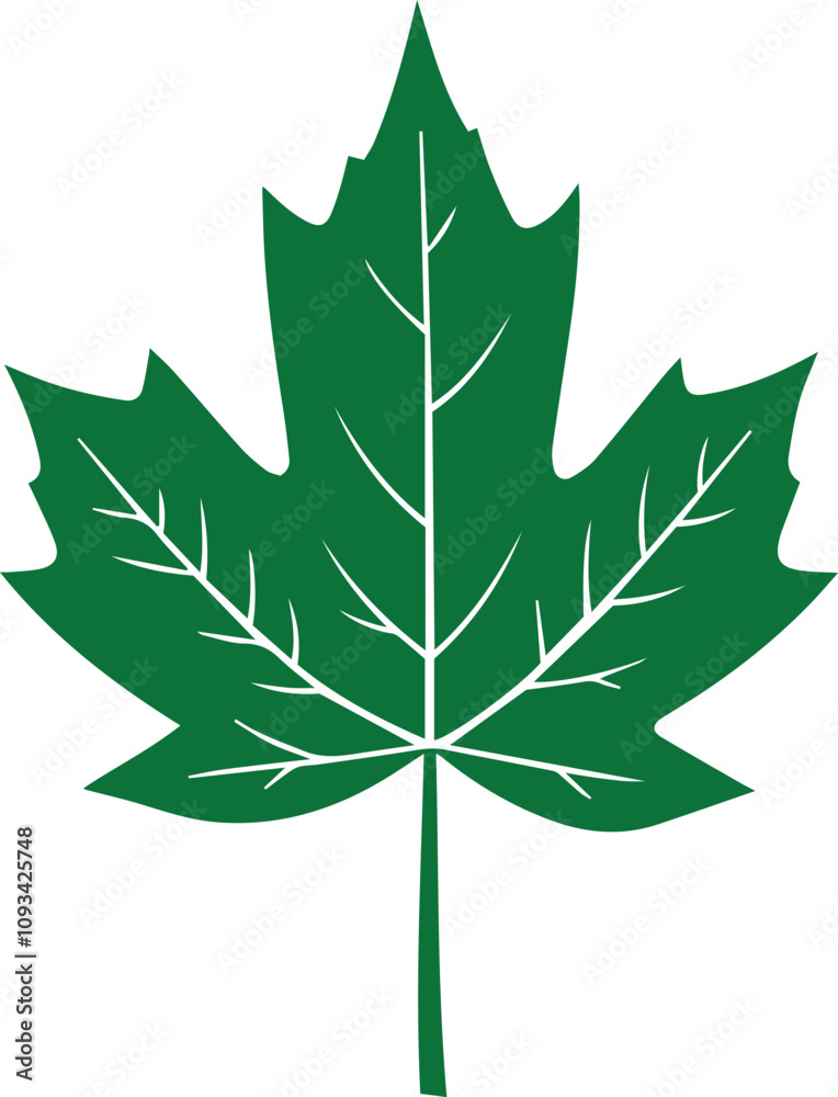 green leaf isolated on white, holly leaves and berries green leaf isolated on white, holly leaves and berries