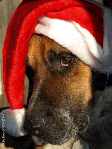 Chien de Noël