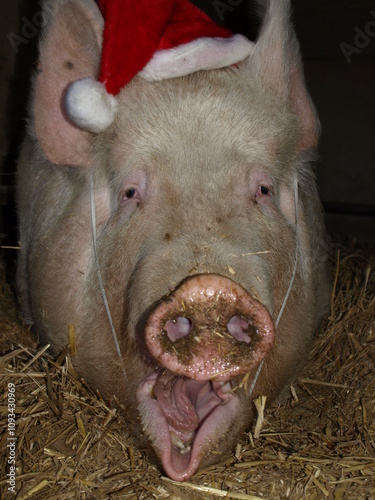 Cochon de Noël
