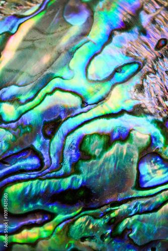 Beautiful polished iridescent abalone paua shell 