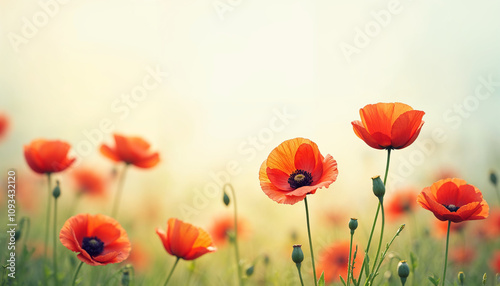 poppies on green background