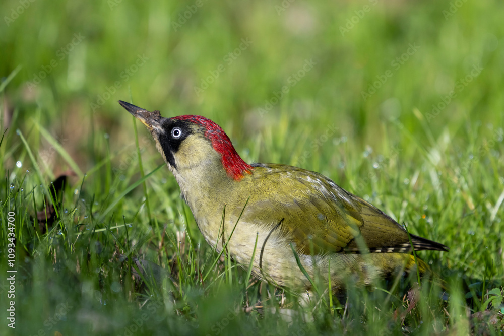 Fototapeta premium Picchio verde