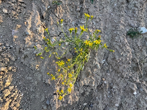 Senecio flaccidus yellow flowers close-up. Senecio douglasii, threadleaf ragweed, threadleaf yam, bush or creek senecio, bush or comb butterweed, smooth threadleaf ragweed, Mono or Douglas ragweed.
 photo