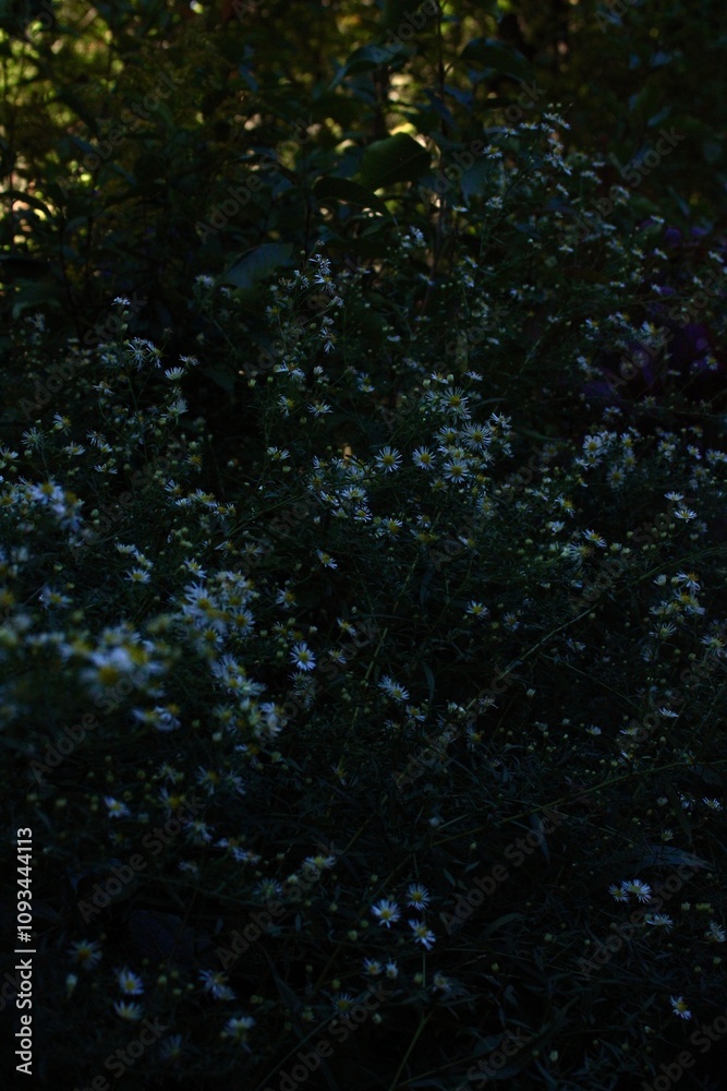 Gloomy flowers Gloomy flowers