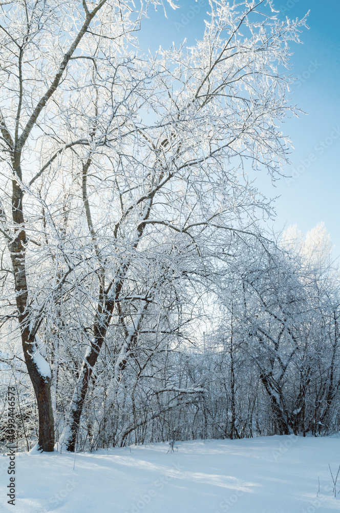 Winter forest landscape, sunny winter view with frosty forest trees, colorful winter nature landscape scene in cold morning Winter forest landscape, sunny winter view with frosty forest trees, colorful winter nature landscape scene in cold morning