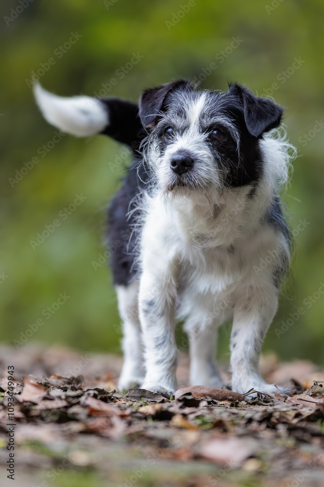 Adorable black and white dog in a forest. Adorable black and white dog in a forest.