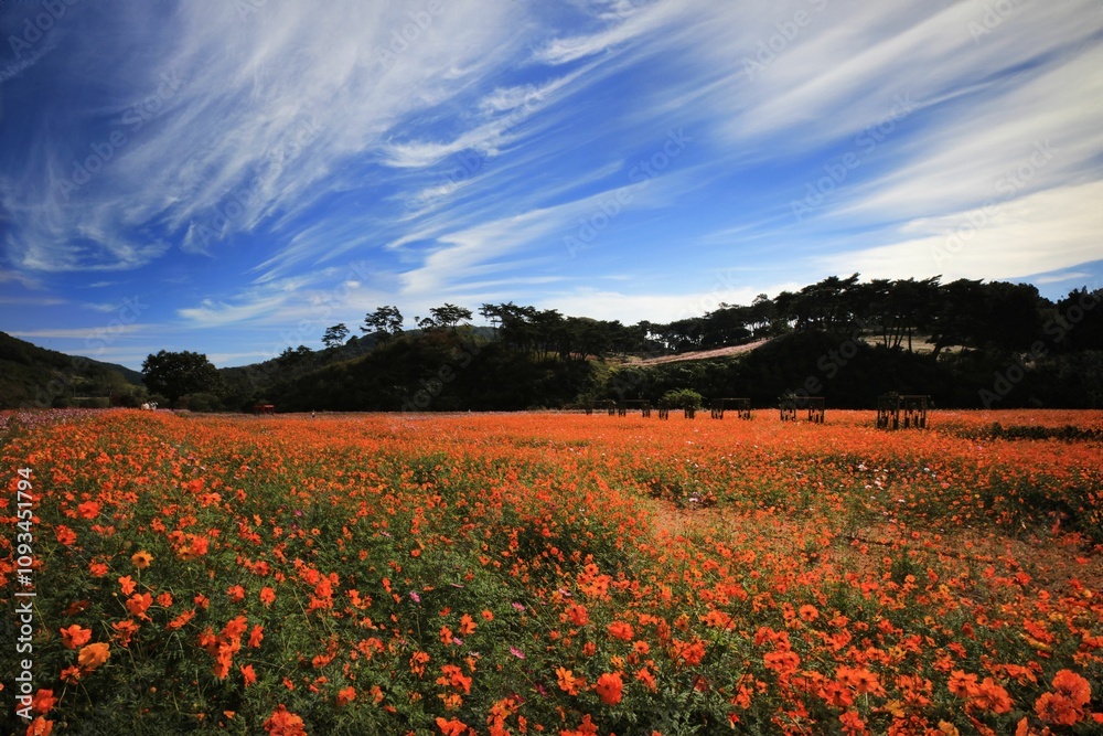 Field of orange flowers under a dramatic blue sky, surrounded by lush greenery and distant hills Field of orange flowers under a dramatic blue sky, surrounded by lush greenery and distant hills