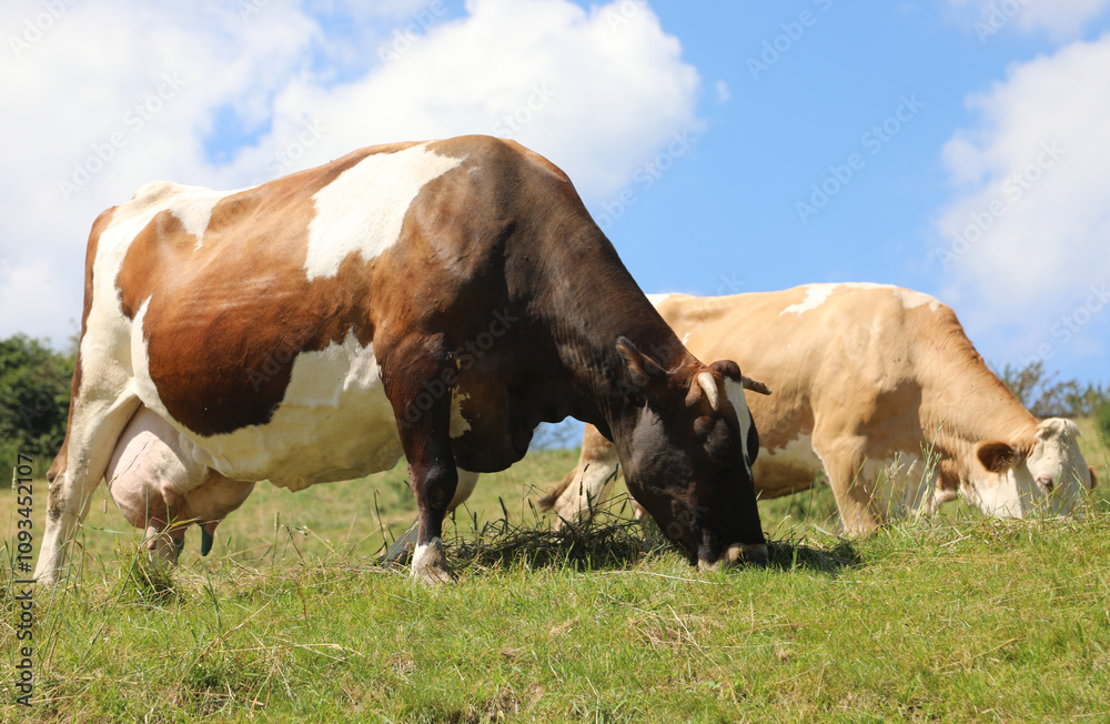 brown and white cows, one of which is pregnant with large udders full of milk, grazing in the green meadow in the mountains brown and white cows, one of which is pregnant with large udders full of milk, grazing in the green meadow in the mountains