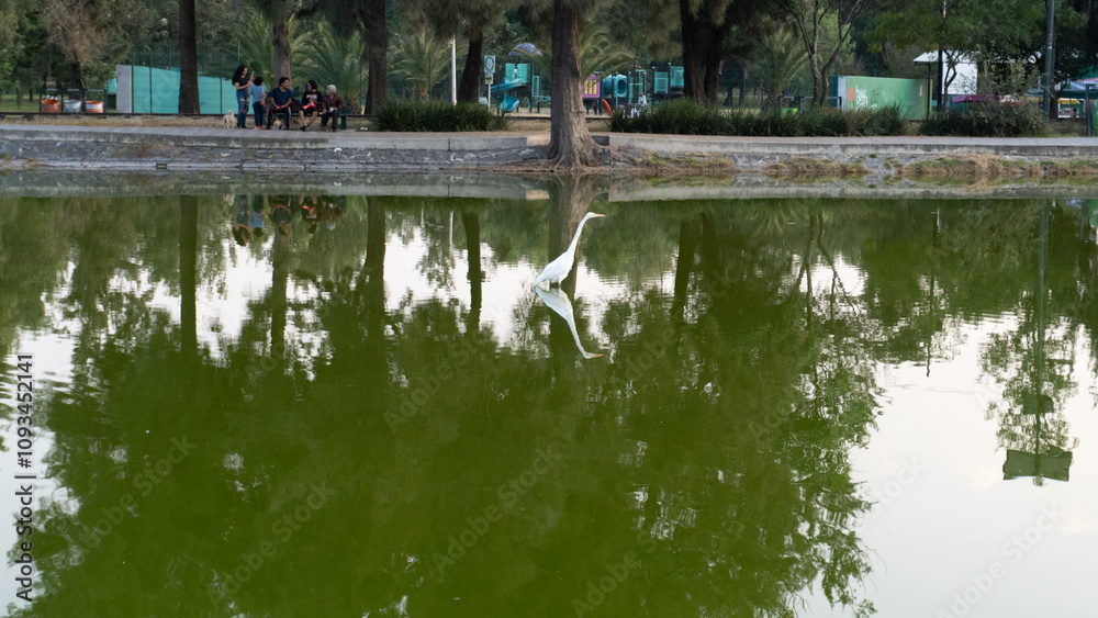 custom made wallpaper toronto digitalShimmering reflections of trees on a still water surface