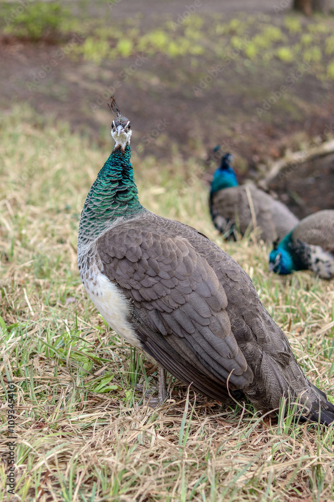 Pavo, Peacock