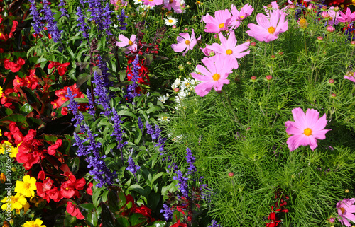 flowers called cosmos bipinnatus or mexican aster in spring with other flowers in the flower bed photo