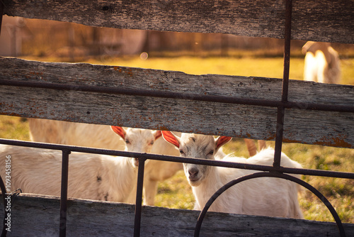 Two goats look at the camera through a fence during warm summer weather in the countryside. photo