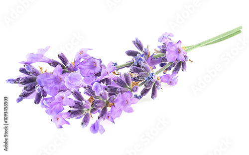 Two sprigs of lavender flowers isolated on a white background. Lavender flowers bunch.