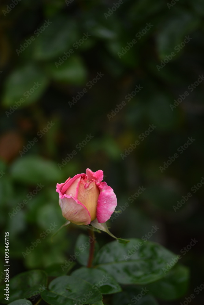 Pink rose on green bokeh garden background, autumn, closeup, selective focus. Pink rose on green bokeh garden background, autumn, closeup, selective focus.