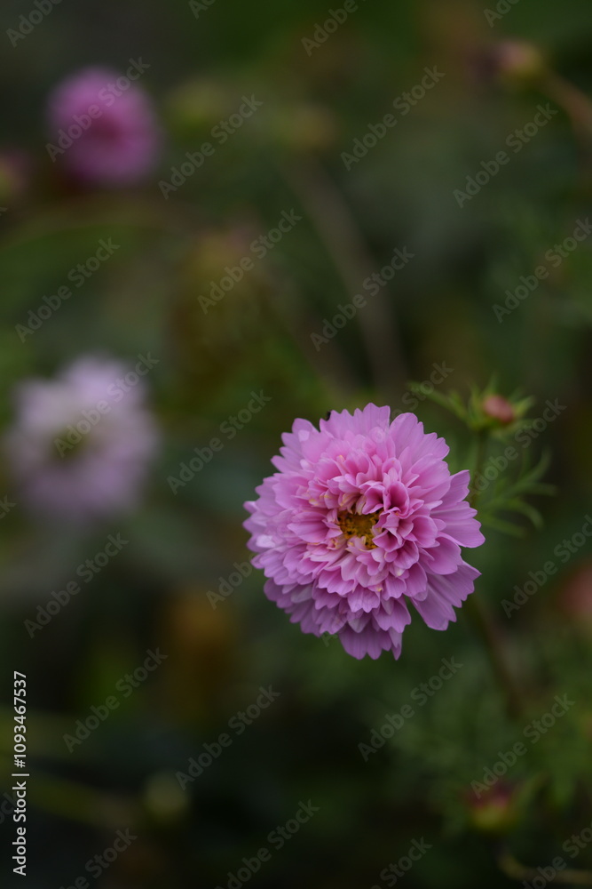 Pastel pink cosmos flowers Pastel pink cosmos flowers