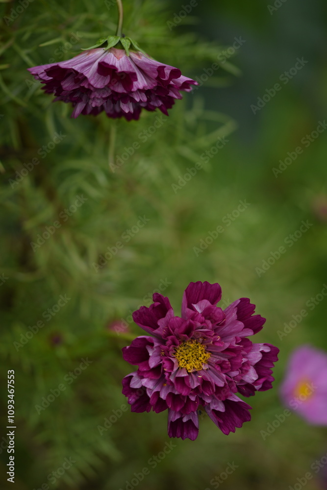 Obraz premium Vivid pink cosmos flowers 