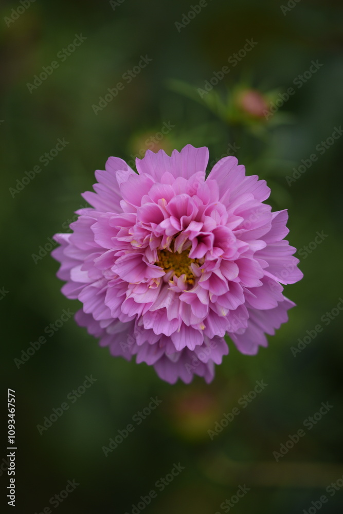 Pastel pink cosmos flowers Pastel pink cosmos flowers