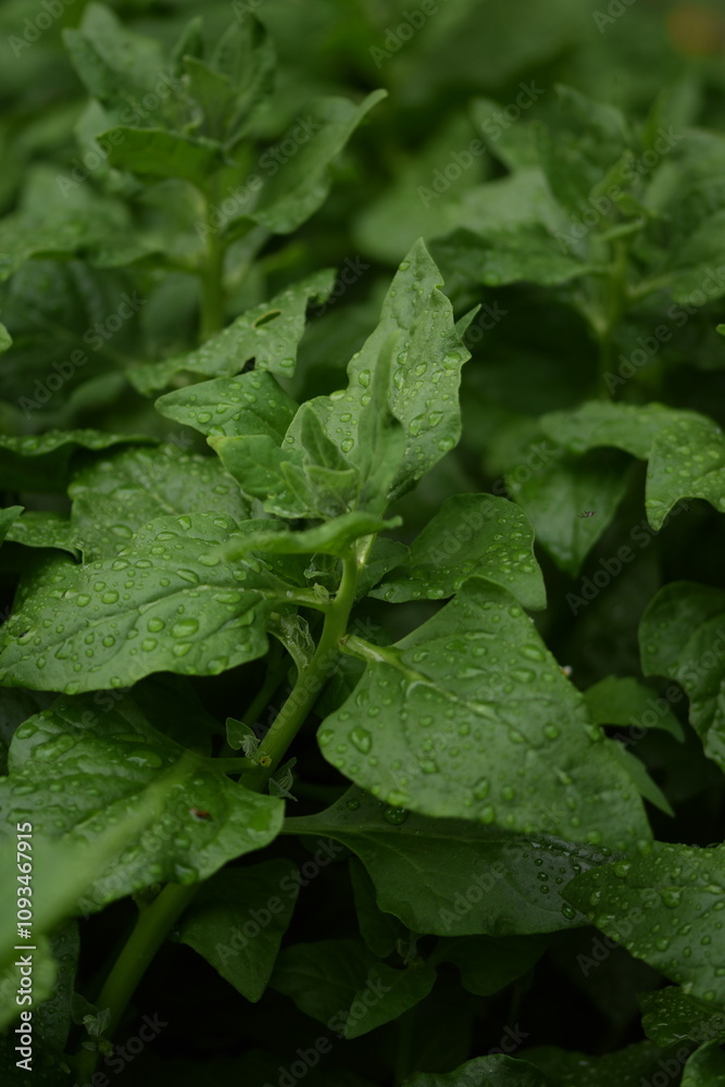 New Zealand spinach plant closeup, spinach green leaves closeup, selective focus, spinach background or texture,, heirloom plant. New Zealand spinach plant closeup, spinach green leaves closeup, selective focus, spinach background or texture,, heirloom plant.