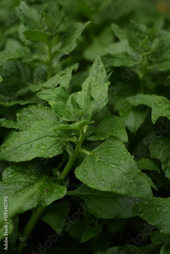 New Zealand spinach plant closeup, spinach green leaves closeup, selective focus, spinach background or texture,, heirloom plant.