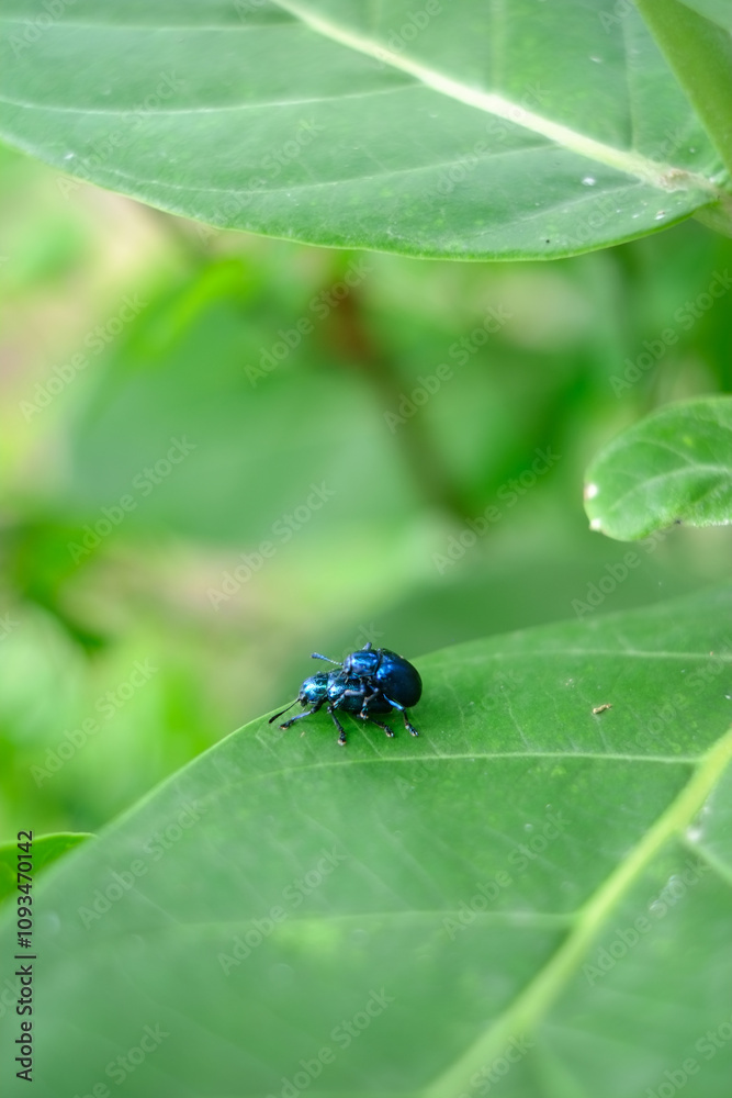 Beetles are mating on green leaves Beetles are mating on green leaves