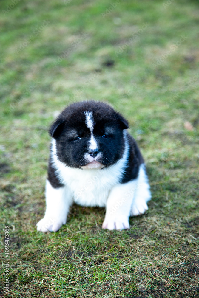 Ein Akita Welpe Ein Akita Welpe