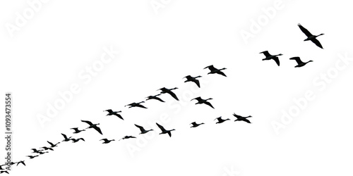 A Flock of Cranes Taking Flight Silhouette 