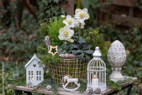 Weihnachts-Arrangement mit Christrose (Helleborus niger), Kleinkonifere und Fichtenzweigen im Korb und Laternen