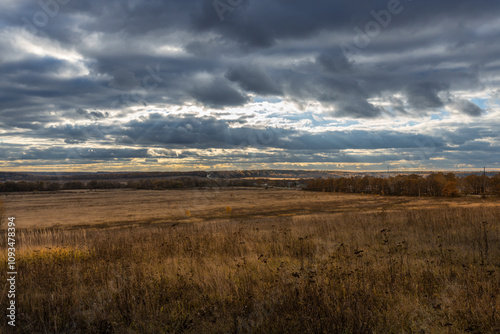 A field of tall grass with a cloudy sky in the background