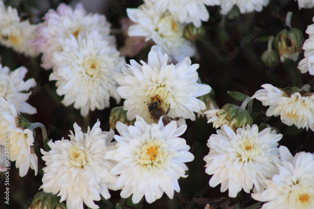 Obraz premium white flowers in the garden and a bee