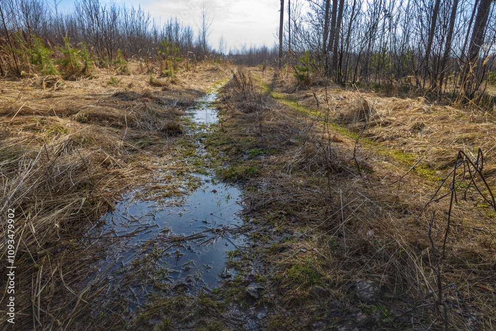 Wet, muddy path through a forest Wet, muddy path through a forest