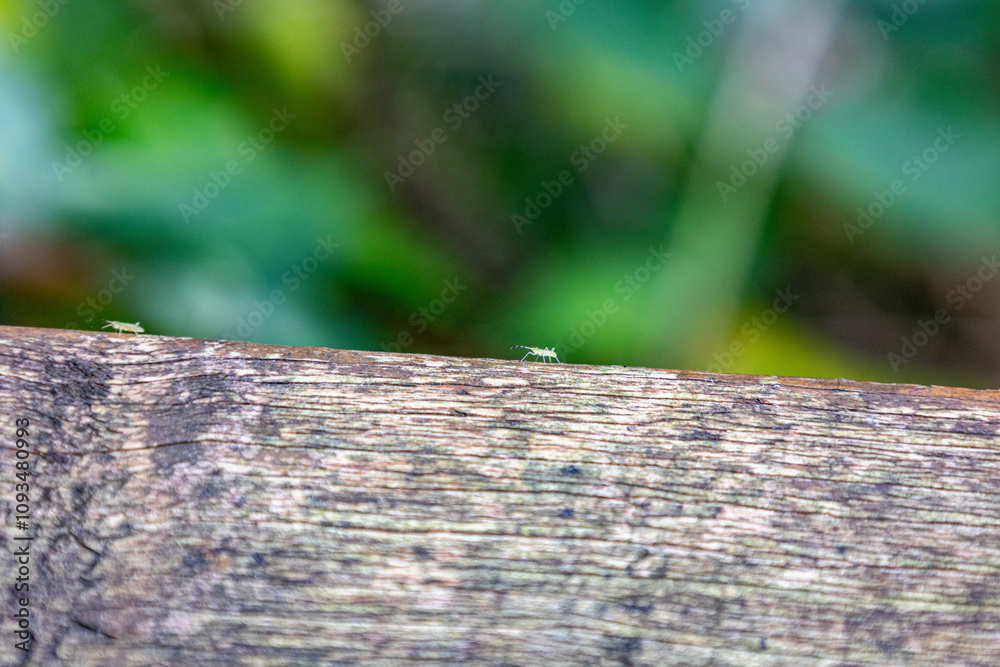 small green aphid on a piece of wood small green aphid on a piece of wood