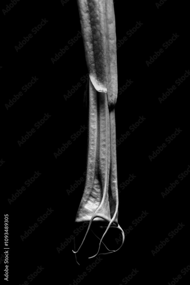 Φωτογραφία Large heavy flowers of Brugmansia, Angel trumpet